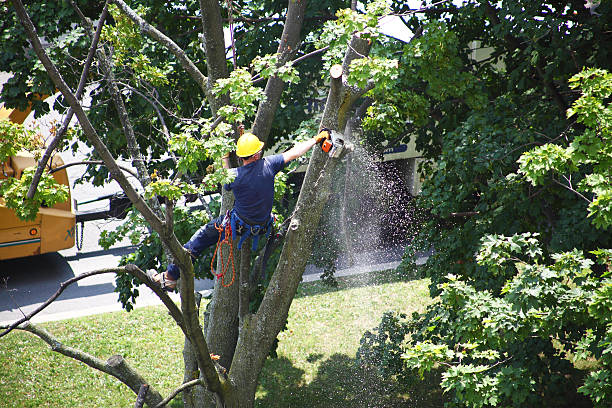 Best Utility Line Clearance  in Penhook, VA